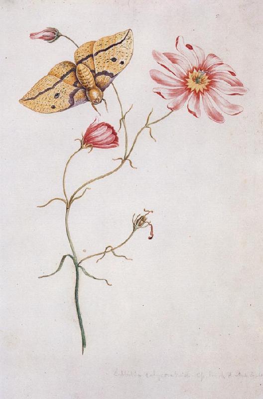 Willam Bartram Savannah Pink or Sabatia Imperial Moth France oil painting art